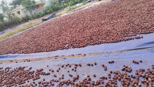 അരെക്കനട്ട്
