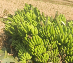 வாழைப்பழம்