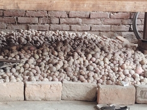 ಆಲು