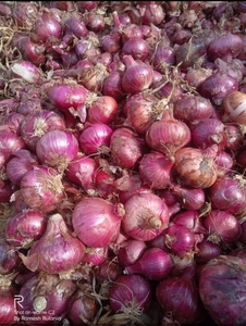ഉള്ളി