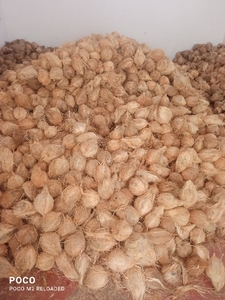 ತೆಂಗಿನಕಾಯಿ