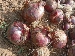 प्याज
