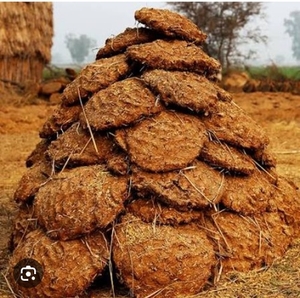 ఆవు పేడ