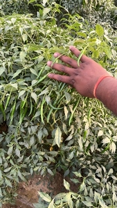 പച്ചമുളക്