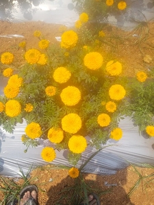 ജമന്തി