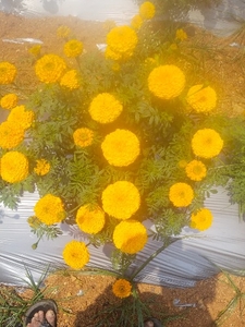 ಫೋಟೋ 2