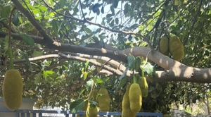 ಹಲಸಿನ ಹಣ್ಣು