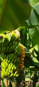 అరటిపండు
