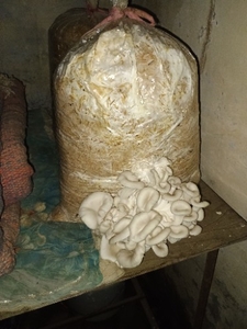 పుట్టగొడుగు