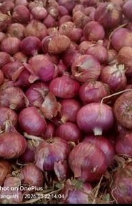 ಈರುಳ್ಳಿ