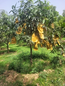 മാമ്പഴം