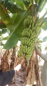 అరటిపండు