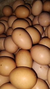 గుడ్డు