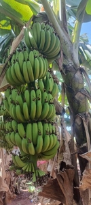 வாழைப்பழம்