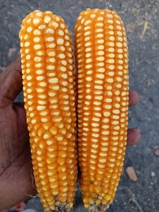 ഫോട്ടോ 2