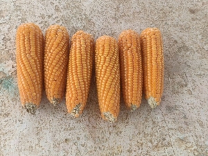 ഫോട്ടോ 3
