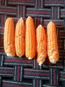 ഫോട്ടോ 4