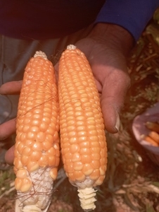 ഫോട്ടോ 5