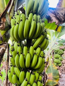 అరటిపండు