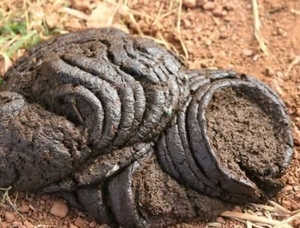 ఆవు పేడ