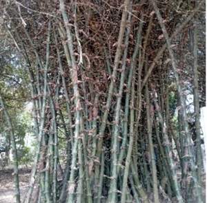 ಬಿದಿರು
