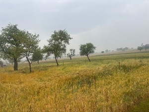 ಗೋಧಿ