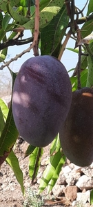 മിയാസാക്കി മാമ്പഴം