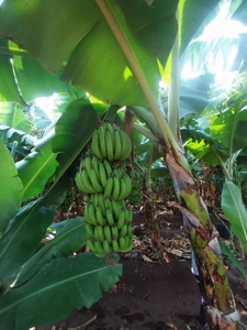 வாழைப்பழம்
