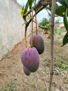 മിയാസാക്കി മാമ്പഴം