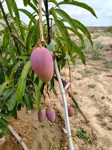படம் 4