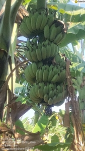 అరటిపండు