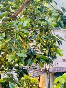 അവോക്കാഡോ 