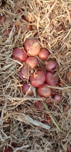 வெங்காயம்