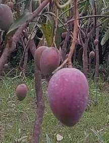 మియాజాకి మామిడి