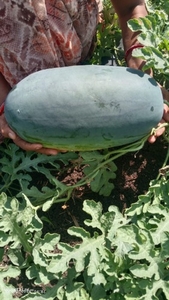 పుచ్చకాయ