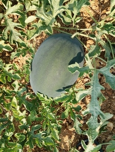 ಕಲ್ಲಂಗಡಿ
