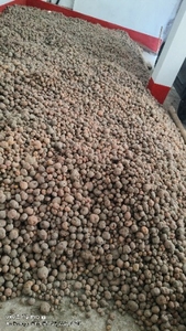 ಆಲೂಗಡ್ಡೆ
