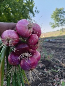 ఫోటో 5