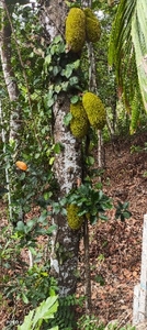 ಹಲಸಿನ ಹಣ್ಣು