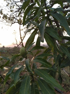 మామిడి