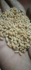 ಗೋಧಿ
