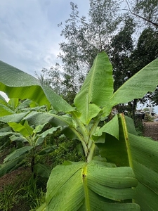 అరటిపండు