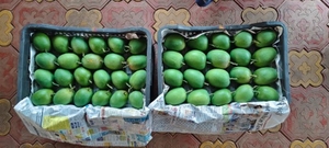 മാമ്പഴം