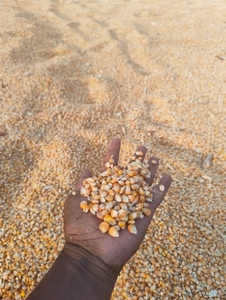മധുരചോളം 