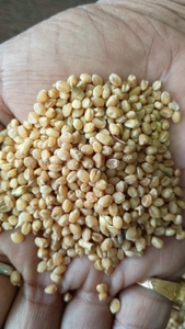 ಗೋಧಿ