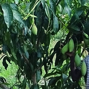 మామిడి