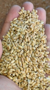 గోధుమ