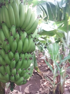 வாழைப்பழம்