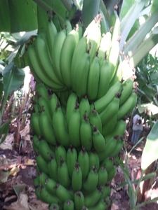 வாழைப்பழம்