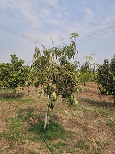 ಮಾವಿನಹಣ್ಣುಗಳು